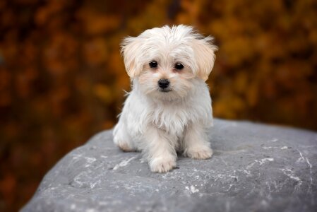Puppy young animal pet