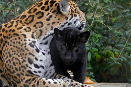 jaguar met jong in Artis