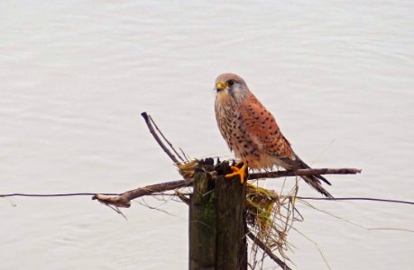 Torenvalk Hoog water in Vuren