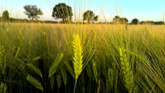 Gold landscape field