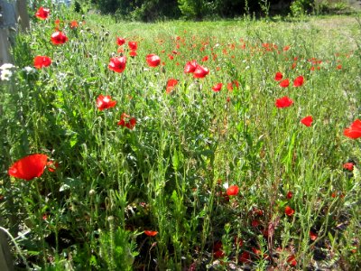 Blumen
