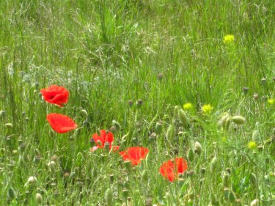Blumen