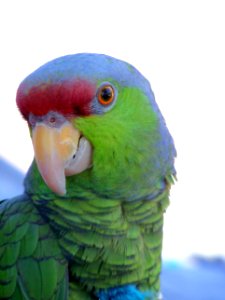 Lt. House Dedication - Official Pirate Parrot - Copy