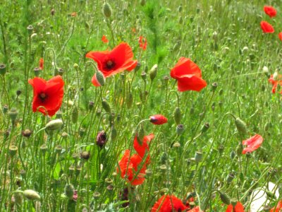Blumen