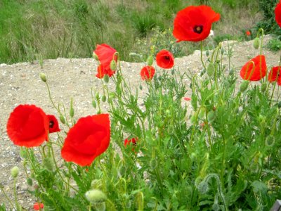Blumen