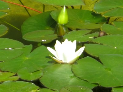 Blumen
