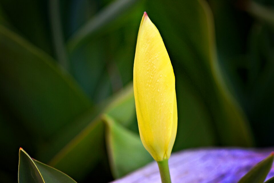 Blossom bloom yellow flower