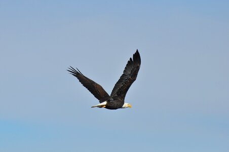 Raptor flight flying