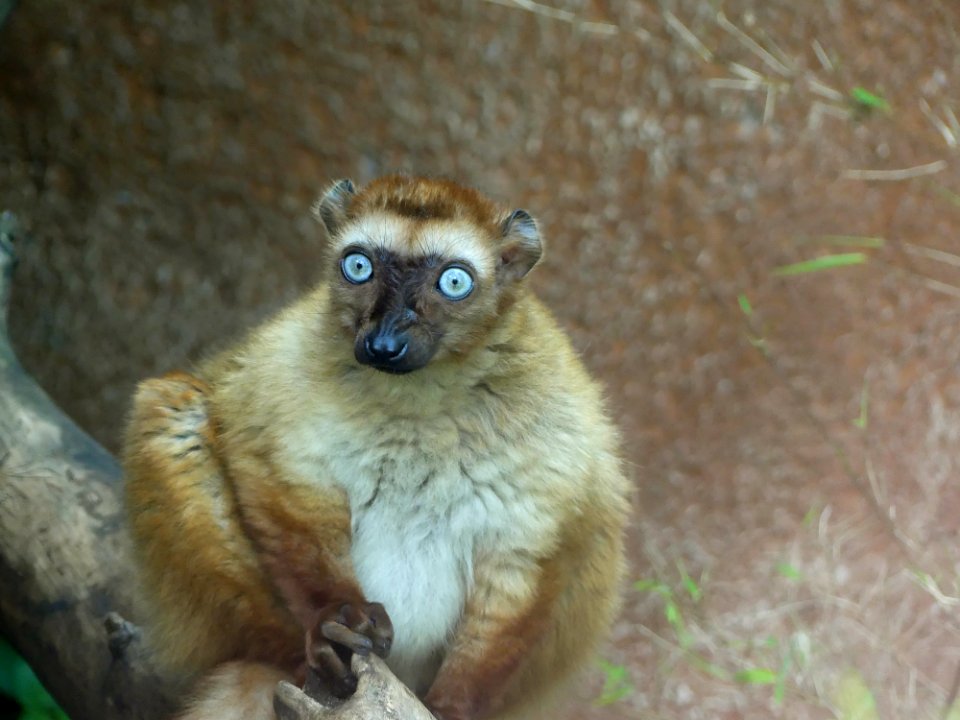 Dierentuin Mulhouse-2
