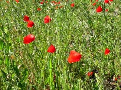 Blumen