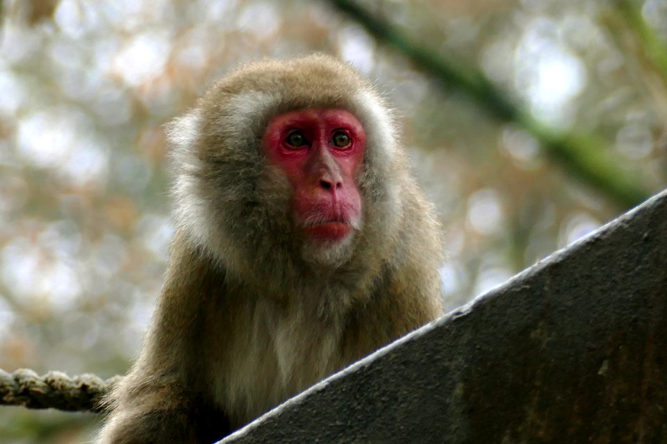 baviaan aap in Artis