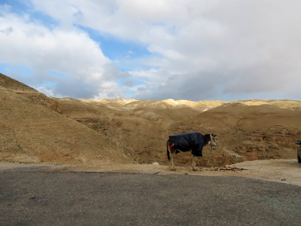 1135 Wadi al-Qilt (6)