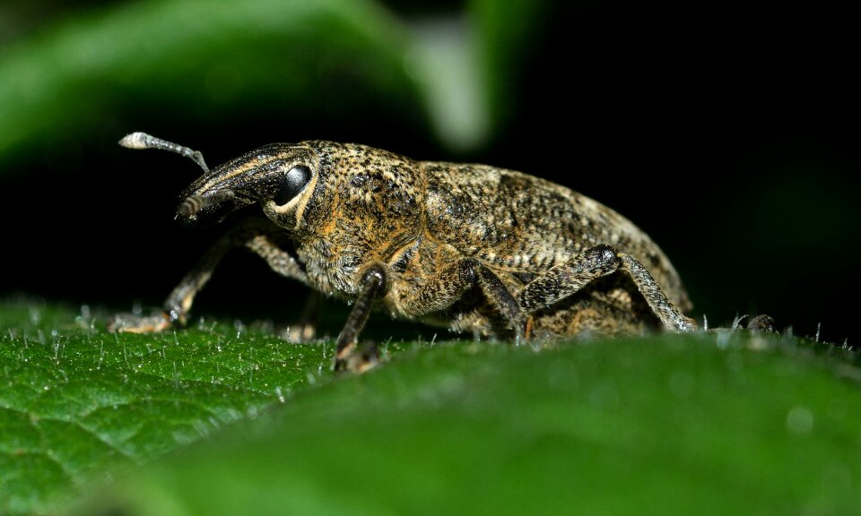 Insects beetles weevil
