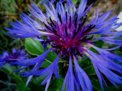 Blumen