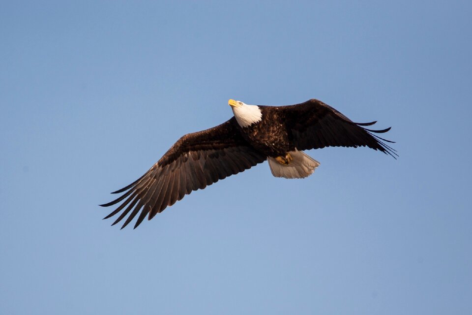Raptor flight flying