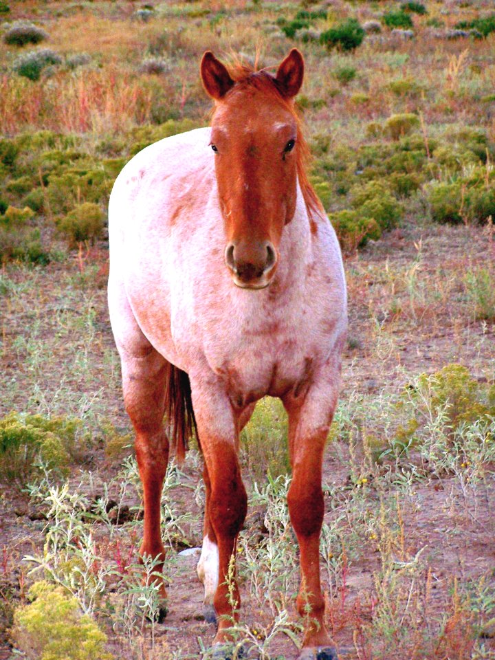 Roan Standing edited
