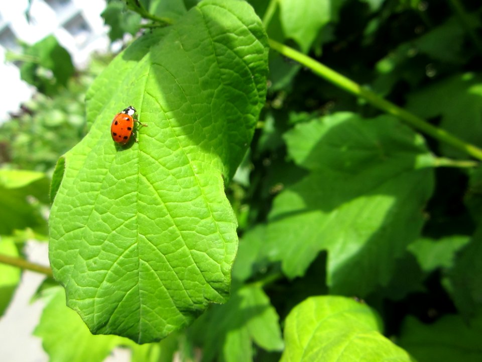 Insekten (Marienkäfer etc.)