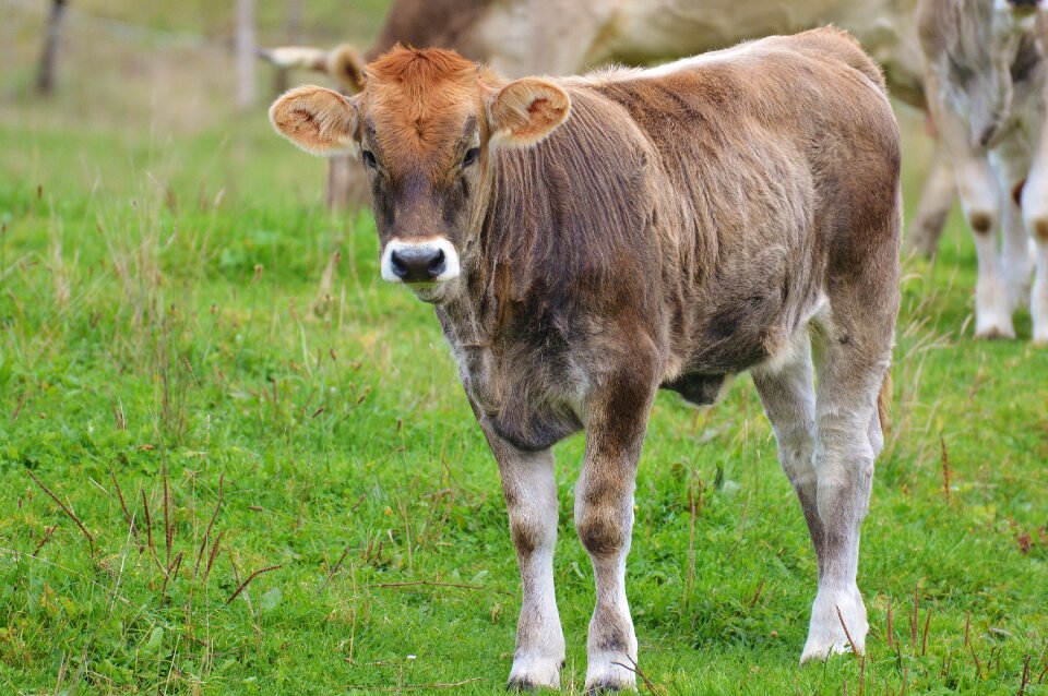 Ruminant dairy cattle pasture