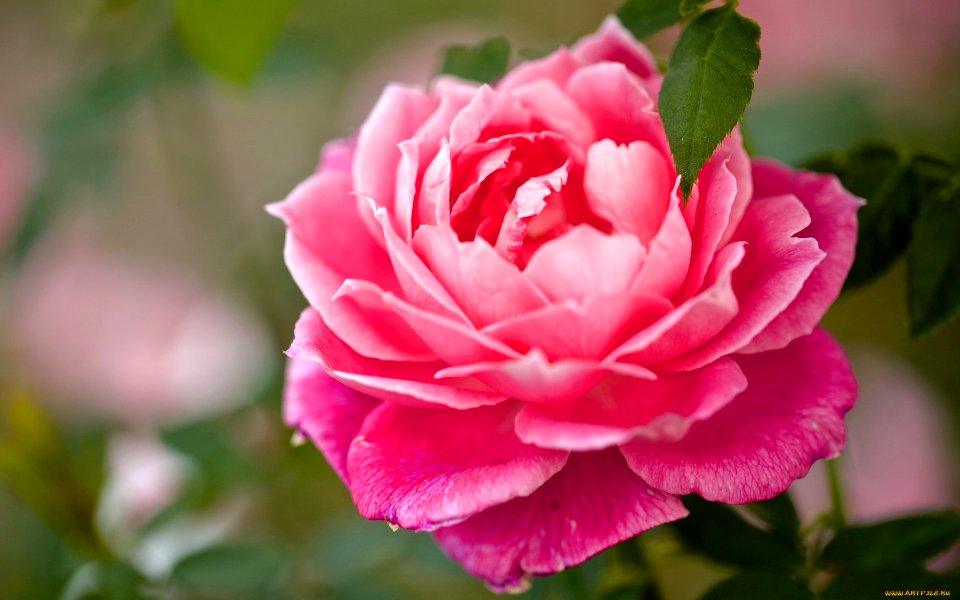 Pink rose