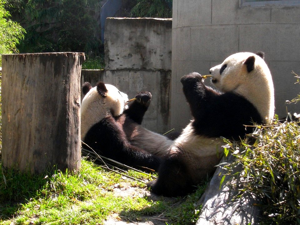 Pandas en el Zoológico de Taiwán