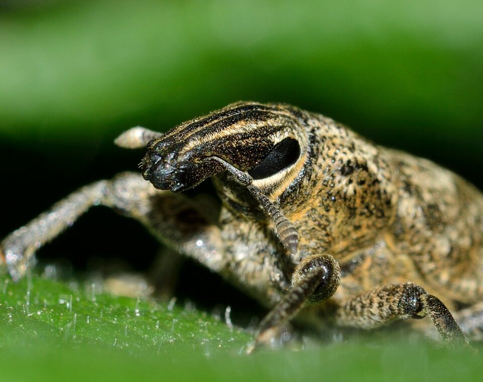 Insects beetles weevil