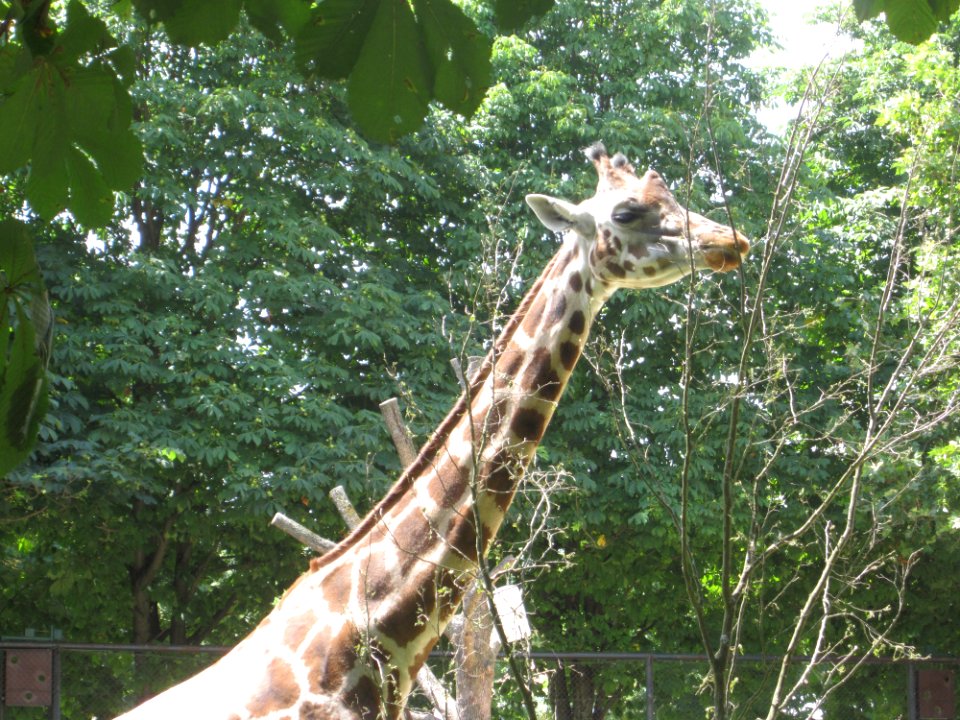 Tiere verschiedene