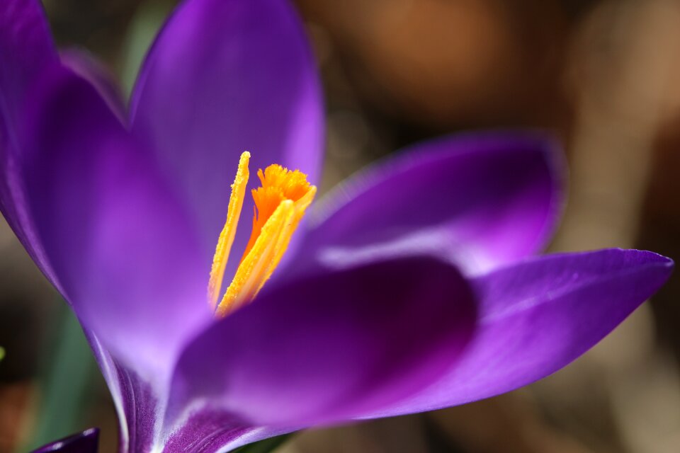 Flower nature macro photo