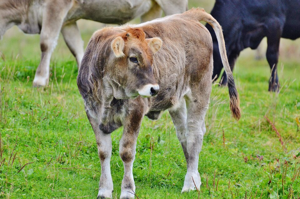 Ruminant dairy cattle pasture