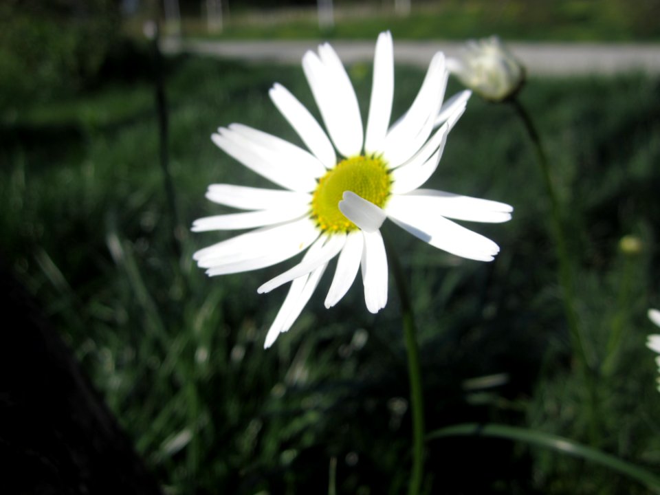 Blumen