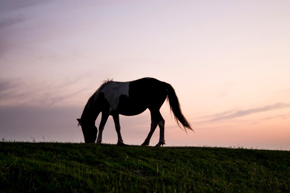 Grazing eating grass