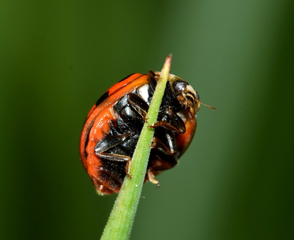 Insects beetles ladybug