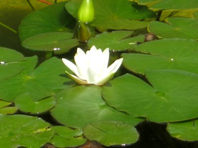 Blumen