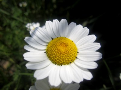Blumen