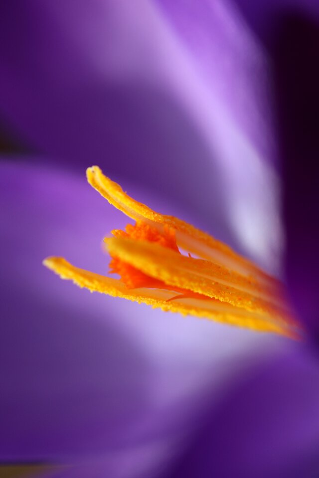 Nature macro blossom photo