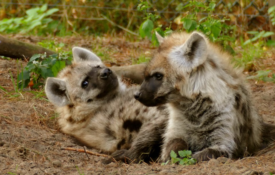 Twee jonge hyena s inde Beekse bergen