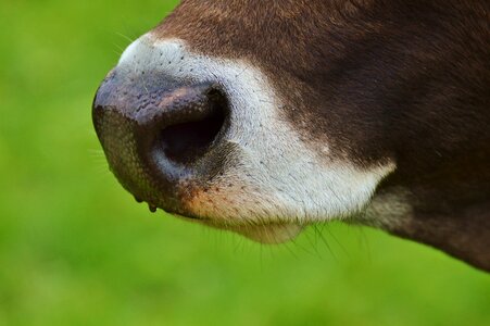 Snout foot livestock photo