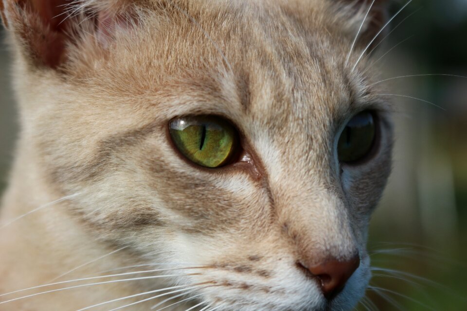 Cat's eyes yellow eyes breed cat
