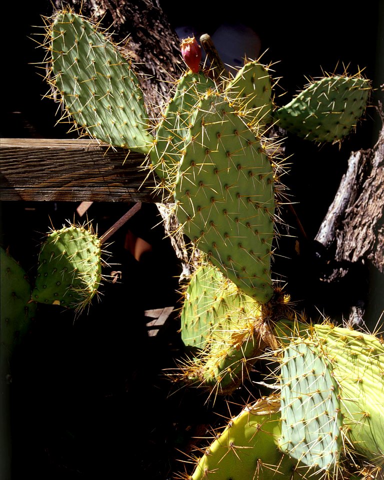 Prickly pear cactus