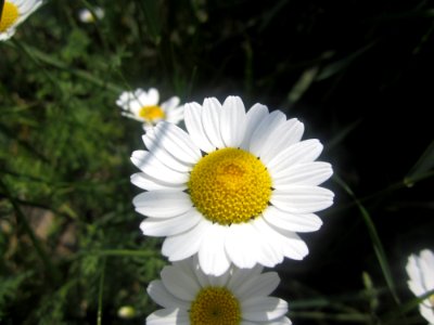 Blumen