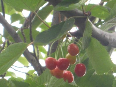 Baum