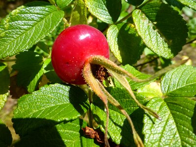 Autumn autumn fruits dog rose photo