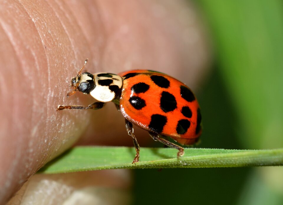 Insects beetles hippodamia