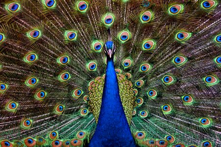Ave feathers beautiful