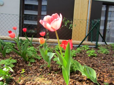 Blumen
