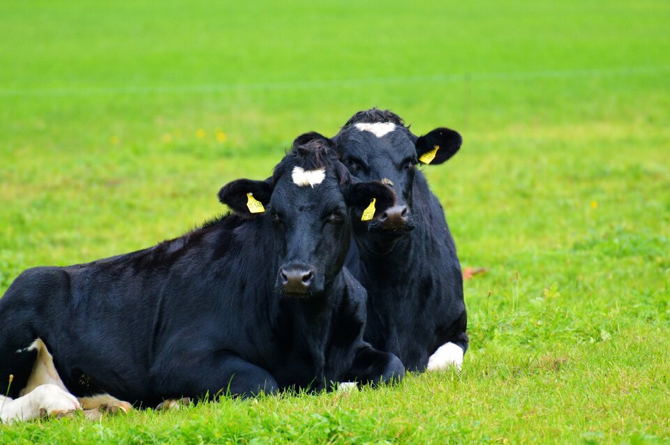 Beef black and white animal