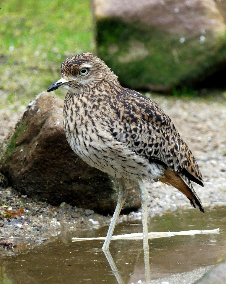 Kaapse Griel Rheine photo