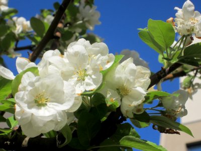 Blumen