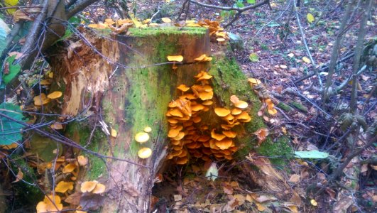 Stump of mushrooms photo