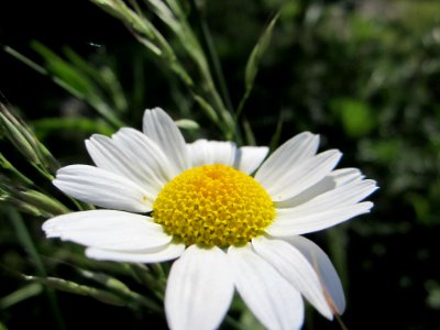 Blumen