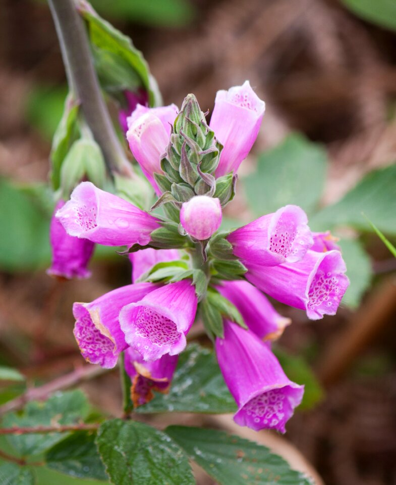 Purple nature plant